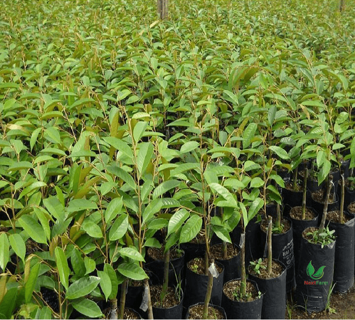 Hướng Dẫn Canh Tác Sầu Riêng Hiệu Quả